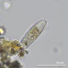 Euglypha bryophila