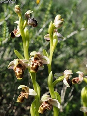 Ophrys umbilicata