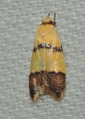 Heteroteucha distephana