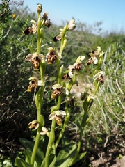 Ophrys umbilicata