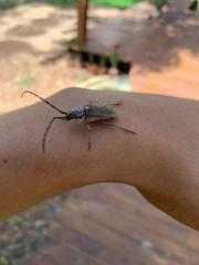 Gnaphalodes trachyderoides