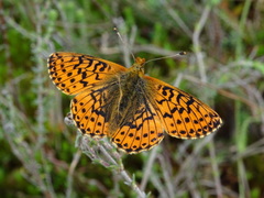 Boloria aquilonaris