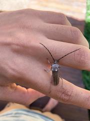 Gnaphalodes trachyderoides