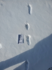 Urocyon cinereoargenteus cinereoargenteus