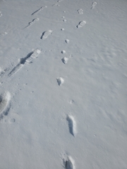 Urocyon cinereoargenteus cinereoargenteus