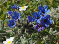 Alkanna tinctoria