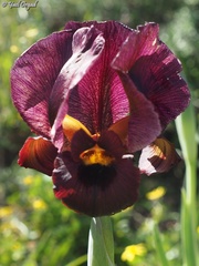 Iris atropurpurea