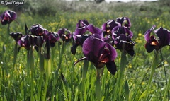 Iris atropurpurea