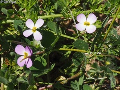 Maresia pulchella