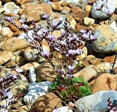 Limonium hyblaeum