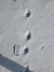 Vulpes vulpes fulvus