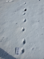 Vulpes vulpes fulvus