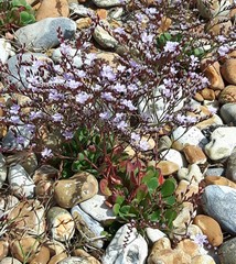 Limonium hyblaeum