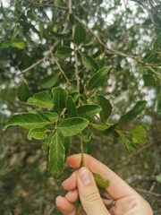 Maytenus undata