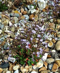 Limonium hyblaeum