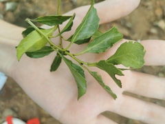 Maytenus undata