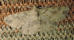 Scioglyptis lithenopa