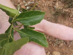 Maytenus undata