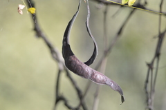 Gleditsia triacanthos