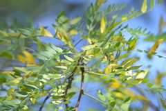 Gleditsia triacanthos