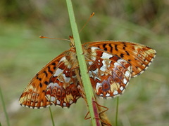 Boloria aquilonaris