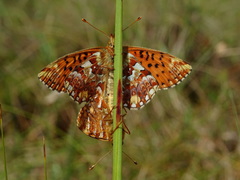 Boloria aquilonaris