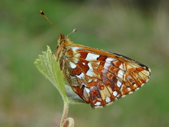 Boloria aquilonaris