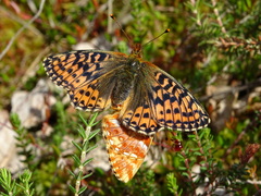Boloria aquilonaris