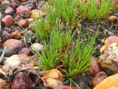 Ficinia overbergensis