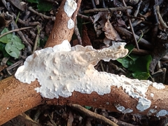 Byssomerulius corium