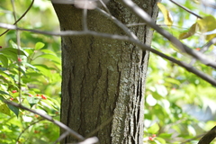 Gleditsia triacanthos