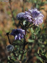 Globularia arabica