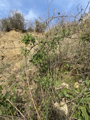 Commicarpus