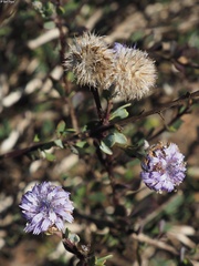 Globularia arabica