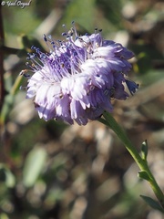 Globularia arabica
