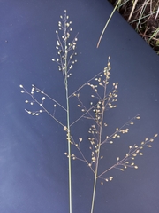 Adenochloa ecklonii