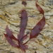 Hymenocladia sanguinea - Photo (c) Erasmo Macaya Horta, μερικά δικαιώματα διατηρούνται (CC BY), uploaded by Erasmo Macaya Horta