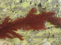 Euptilota formosissima