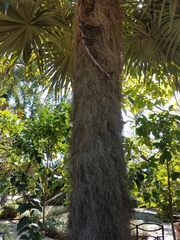 Arecaceae