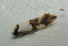 Monopis meliorella