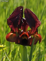 Iris atropurpurea