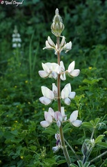 Lupinus palaestinus