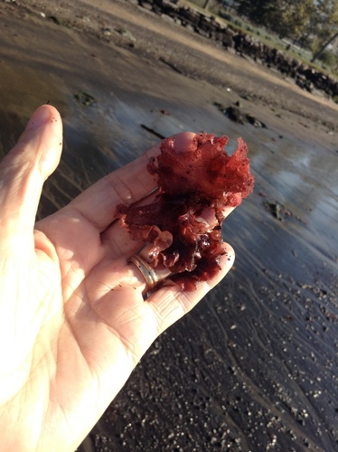false Irish moss