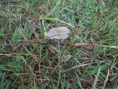 Fungi