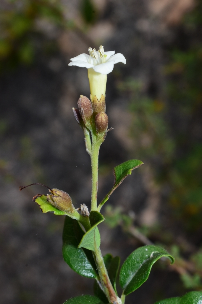 roble de guayo