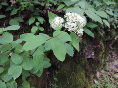 Spiraea corymbosa
