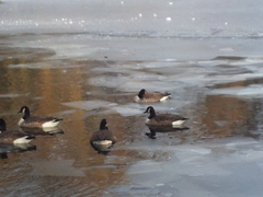 Branta canadensis