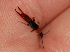 Spongiphoridae