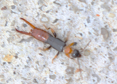 Spongiphoridae