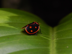 Iphirhina perfecta
